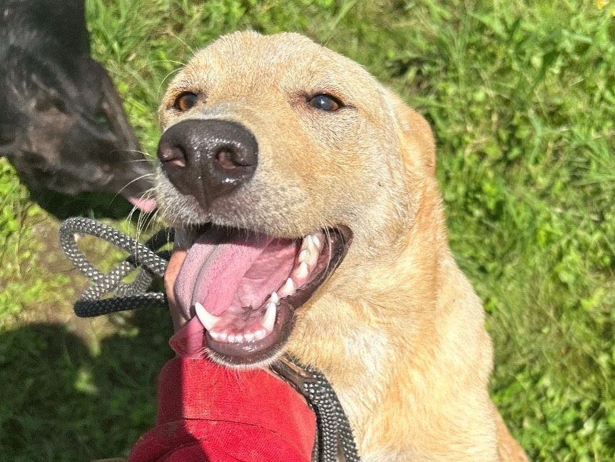 Adotta un cane, taglia media contenuta, femmina, Latina