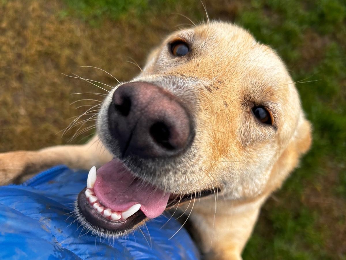 Adotta il cane Marina a Latina