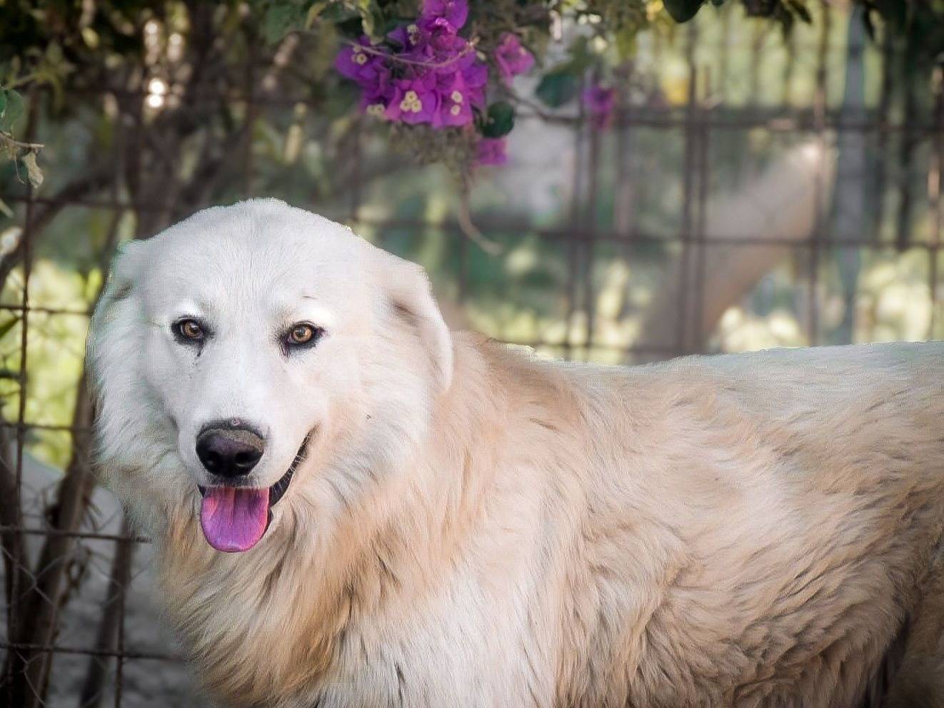 Adozione cane, maschio, Golden Retriever Razza sconosciuta, 1 anno e 1 mese, taglia gigante, Crotone