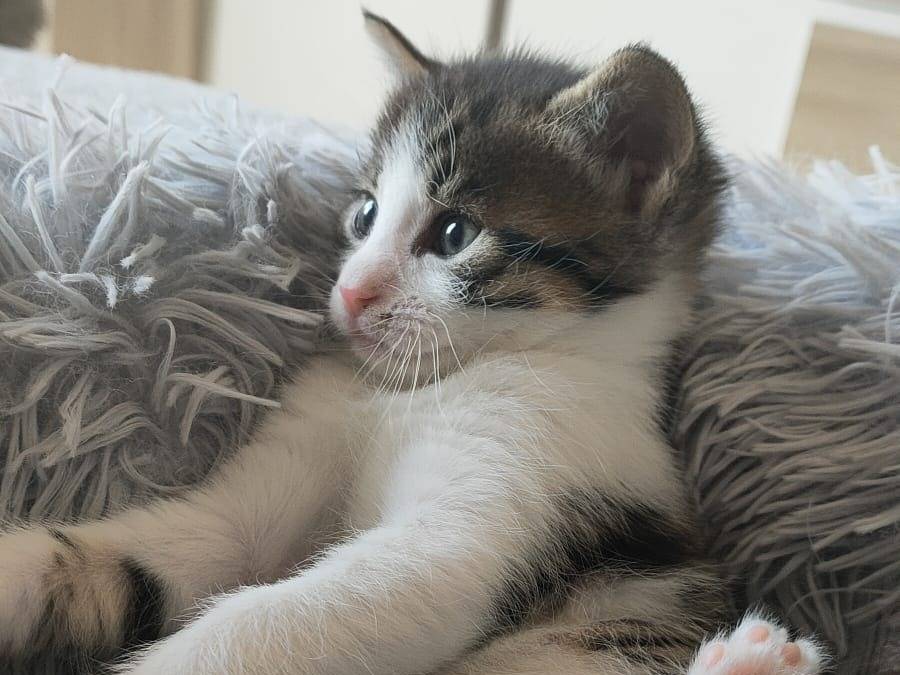 Foto dell'animale
