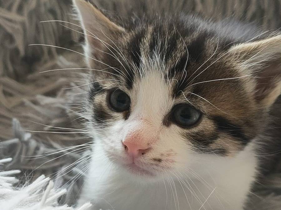 Adotta un gatto, femmina, 2 mesi, Frosinone