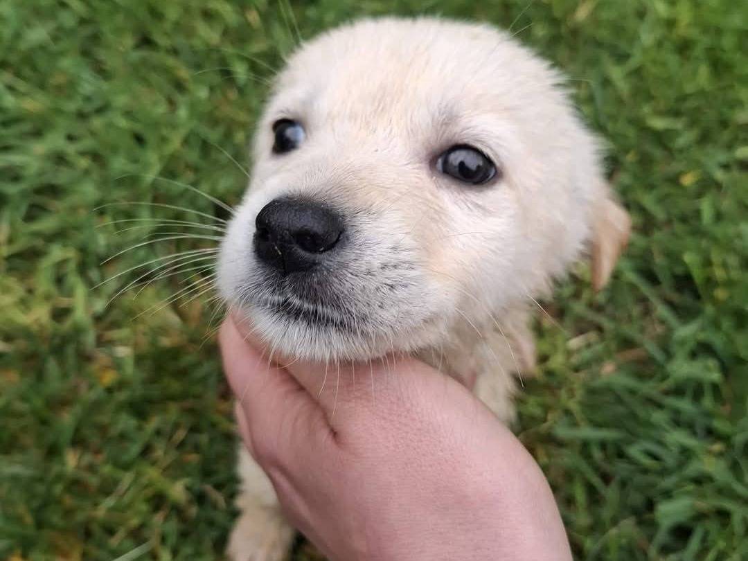 Foto dell'animale