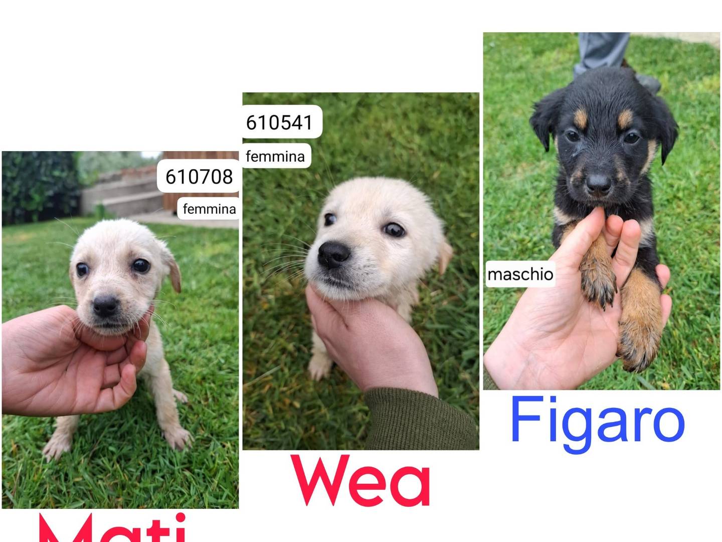 Adotta un cane, taglia media, maschio, Crotone