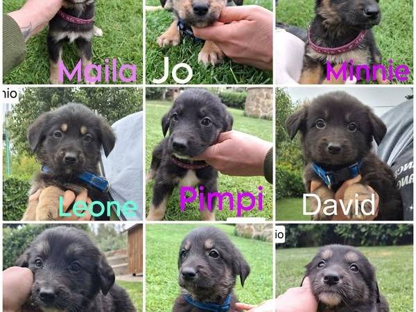 Adotta un cane, maschio, 2 mesi, Crotone