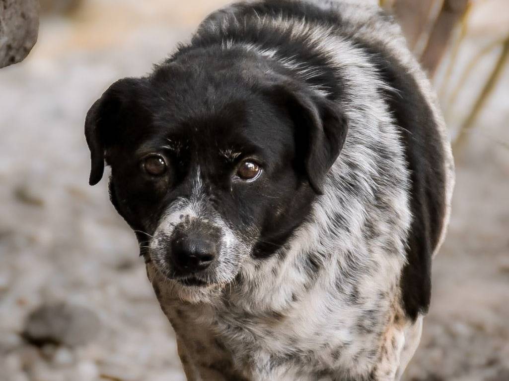 Adozione cane, femmina, Razza sconosciuta Razza sconosciuta, 4 anni  e 10 mesi , taglia piccola, Crotone
