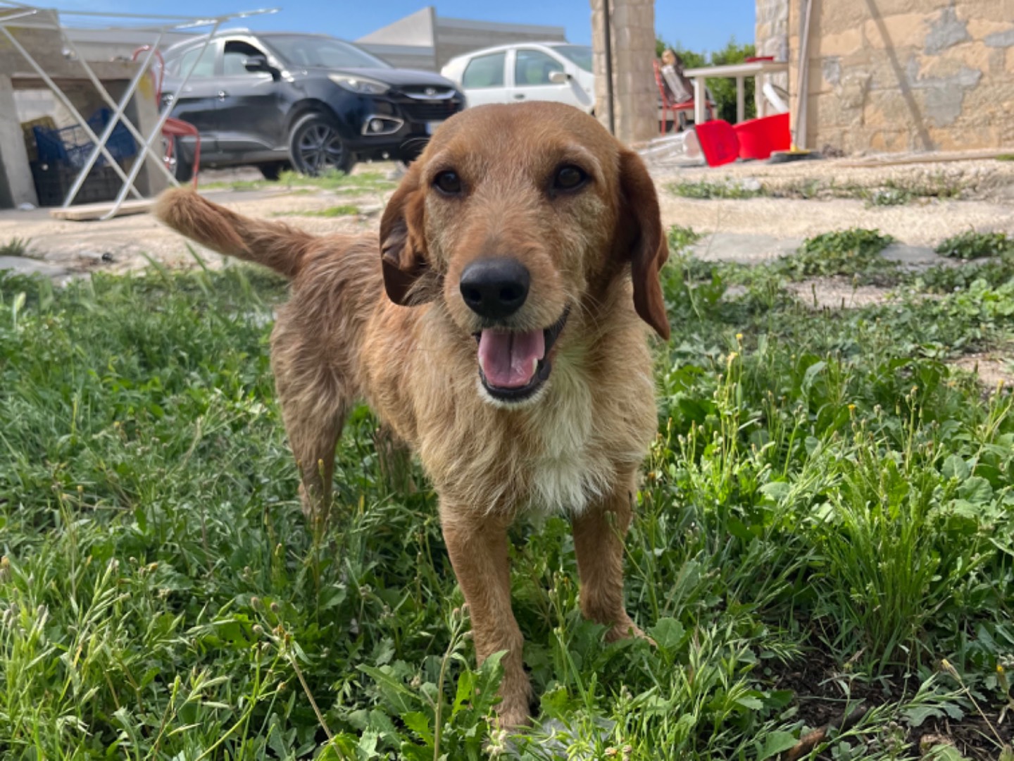 Foto dell'animale