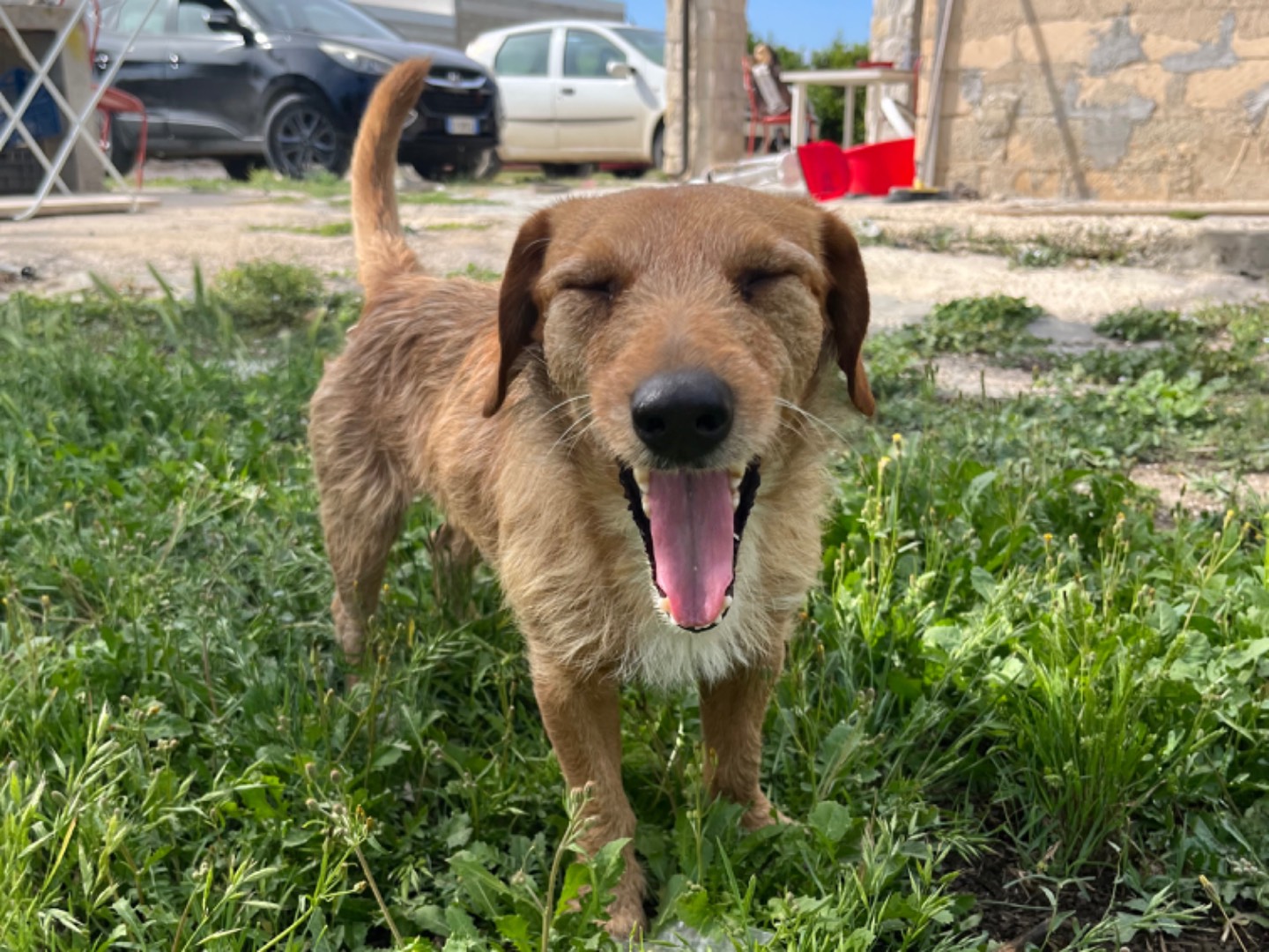 Adotta un cane, maschio, 7 anni  e 4 mesi , Siracusa
