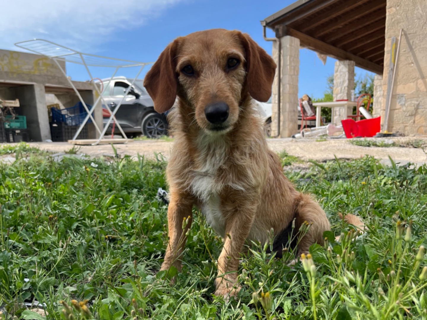 Adotta un cane, taglia piccola, maschio, Siracusa