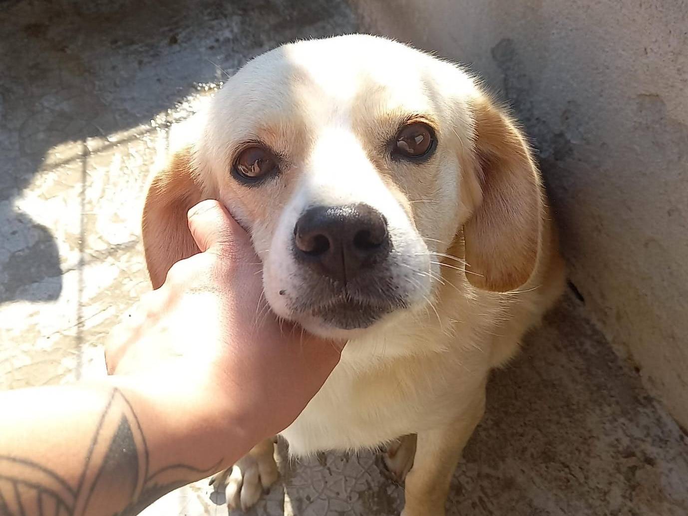 Adozione cane, maschio, Razza sconosciuta Razza sconosciuta, 11 anni  e 11 mesi , taglia piccola, Crotone
