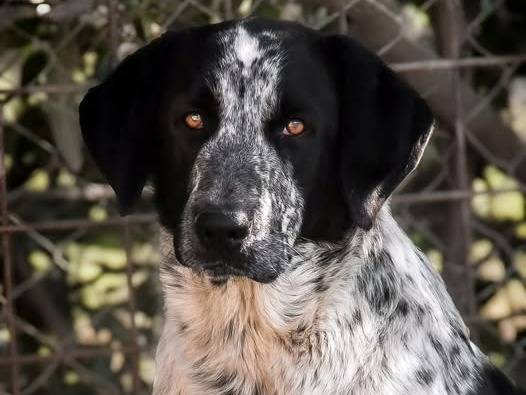 Foto dell'animale