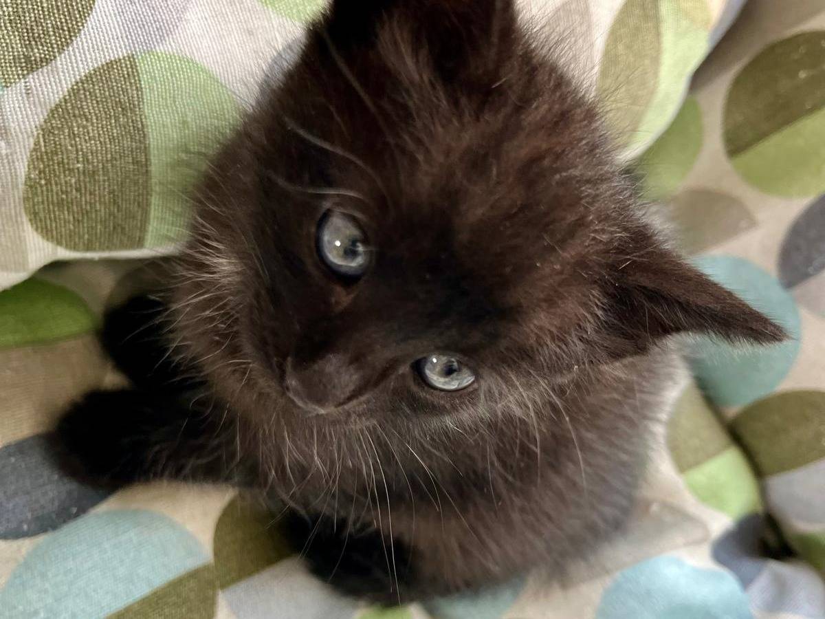 Adotta un gatto, femmina, 0 mesi, Ancona