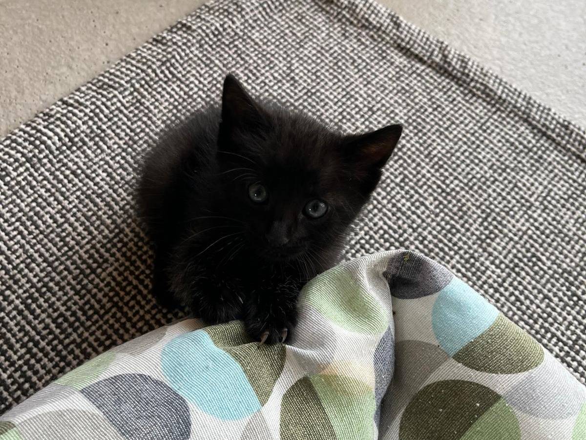 Adotta un gatto, taglia non valida, femmina, Ancona