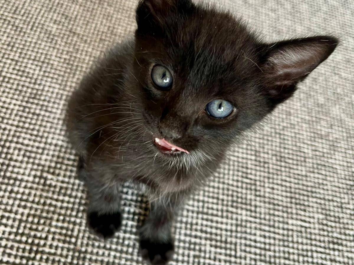 Adotta un gatto, maschio, 0 mesi, Ancona