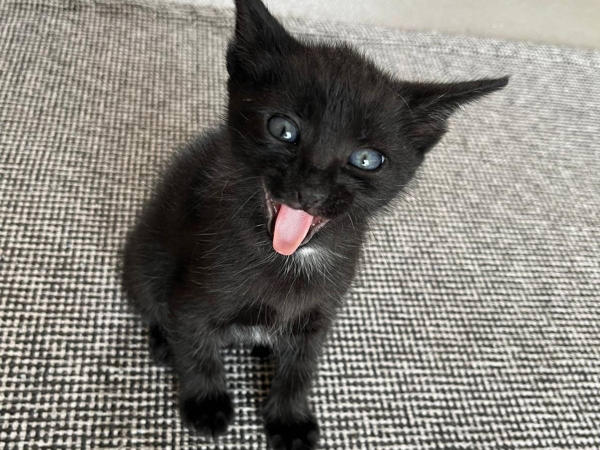 Adotta un gatto, taglia non valida, maschio, Ancona