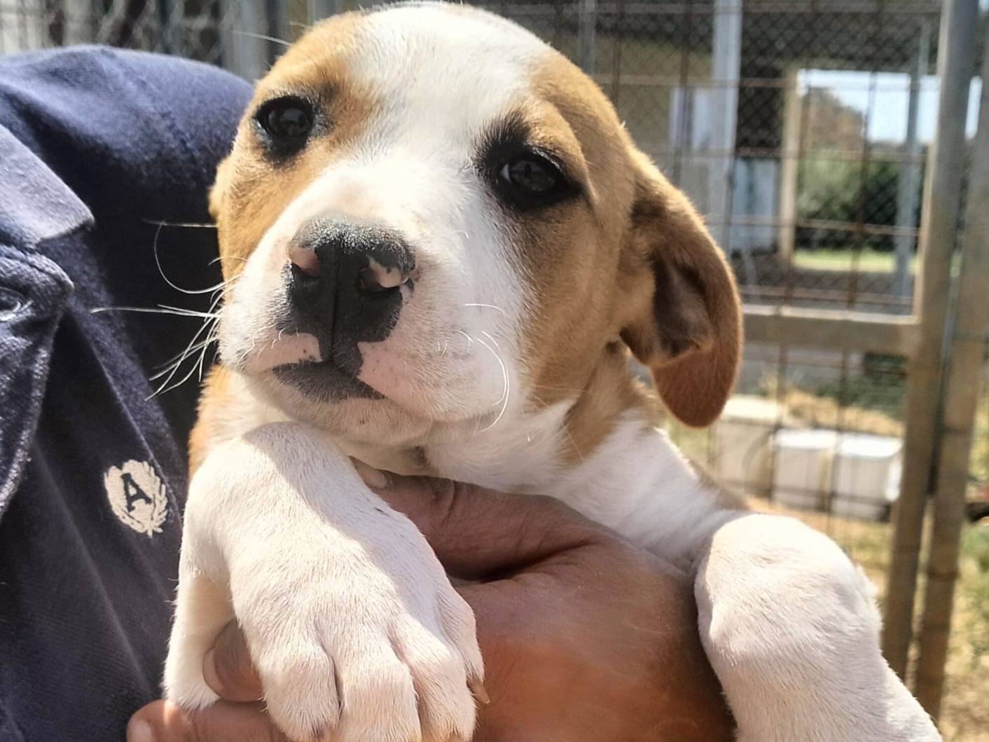 Adozione cane, maschio, Pitbull Razza sconosciuta, 2 mesi, taglia media, Agrigento