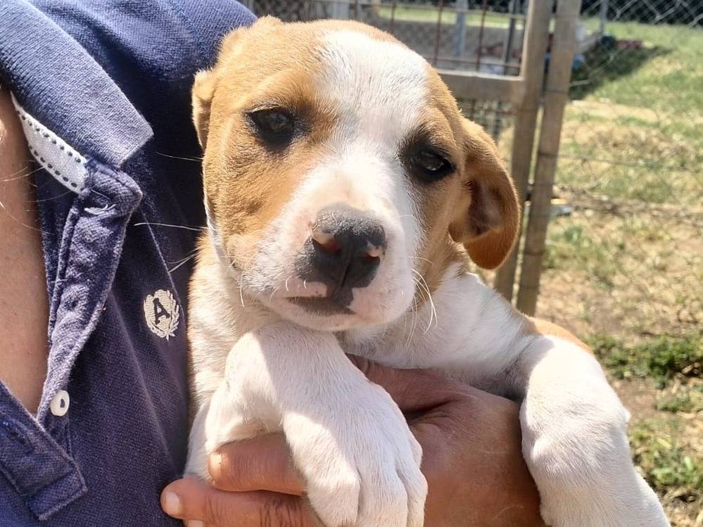 Adotta un cane, maschio, 2 mesi, Agrigento