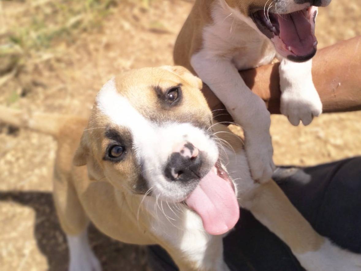 Adotta un cane, taglia media, maschio, Agrigento
