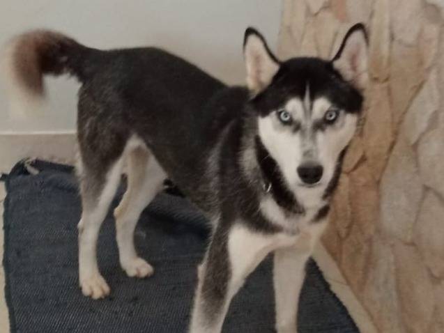 Adotta un cane, femmina, 1 anno, Catania