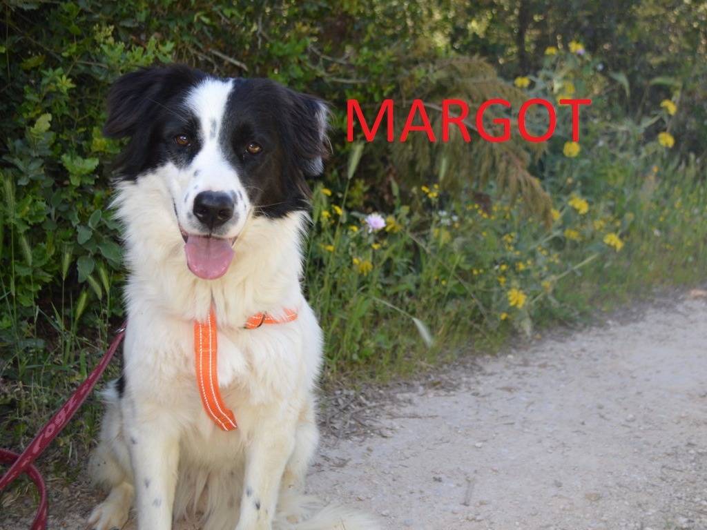 Adotta un cane, femmina, 1 anno e 3 mesi , Lecce