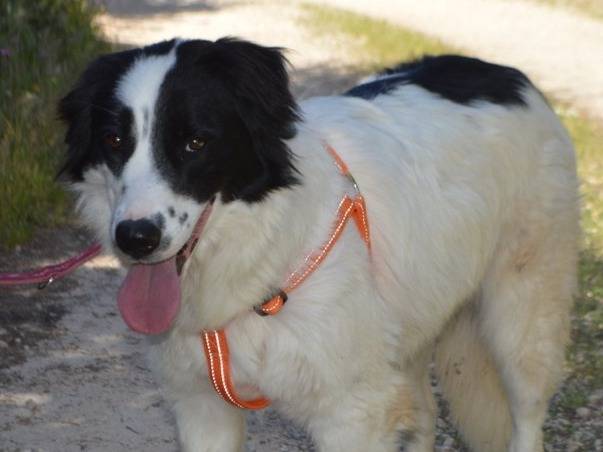 Vuoi adottare un cane a Lecce?