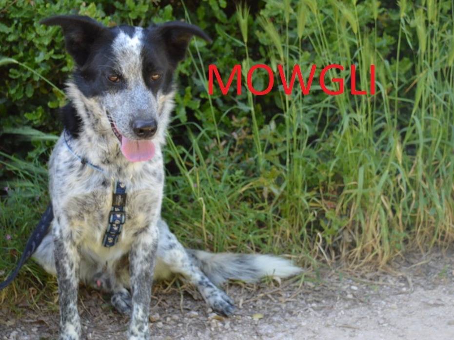 Adotta un cane, maschio, 1 anno e 3 mesi , Lecce