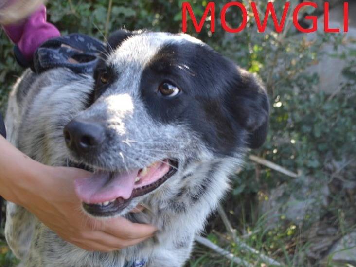 Vuoi adottare un cane a Lecce?