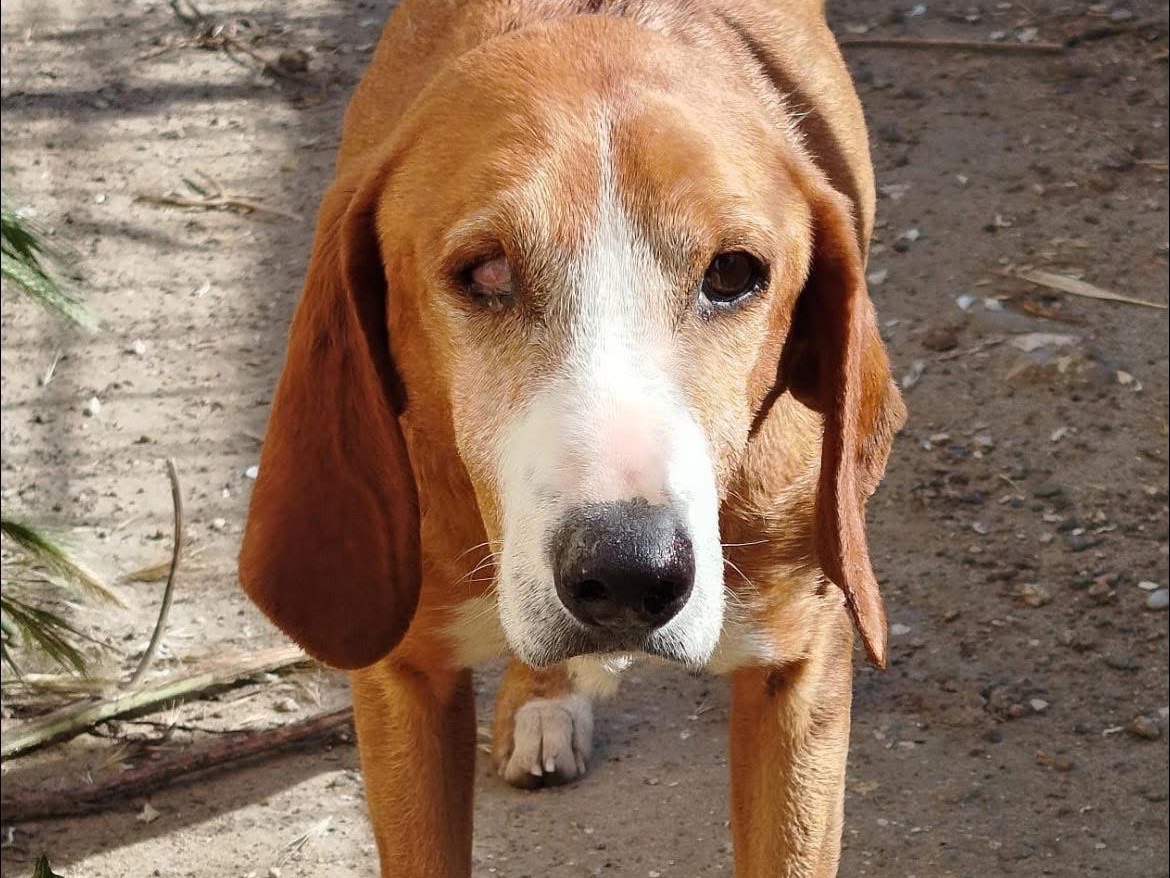 Foto dell'animale
