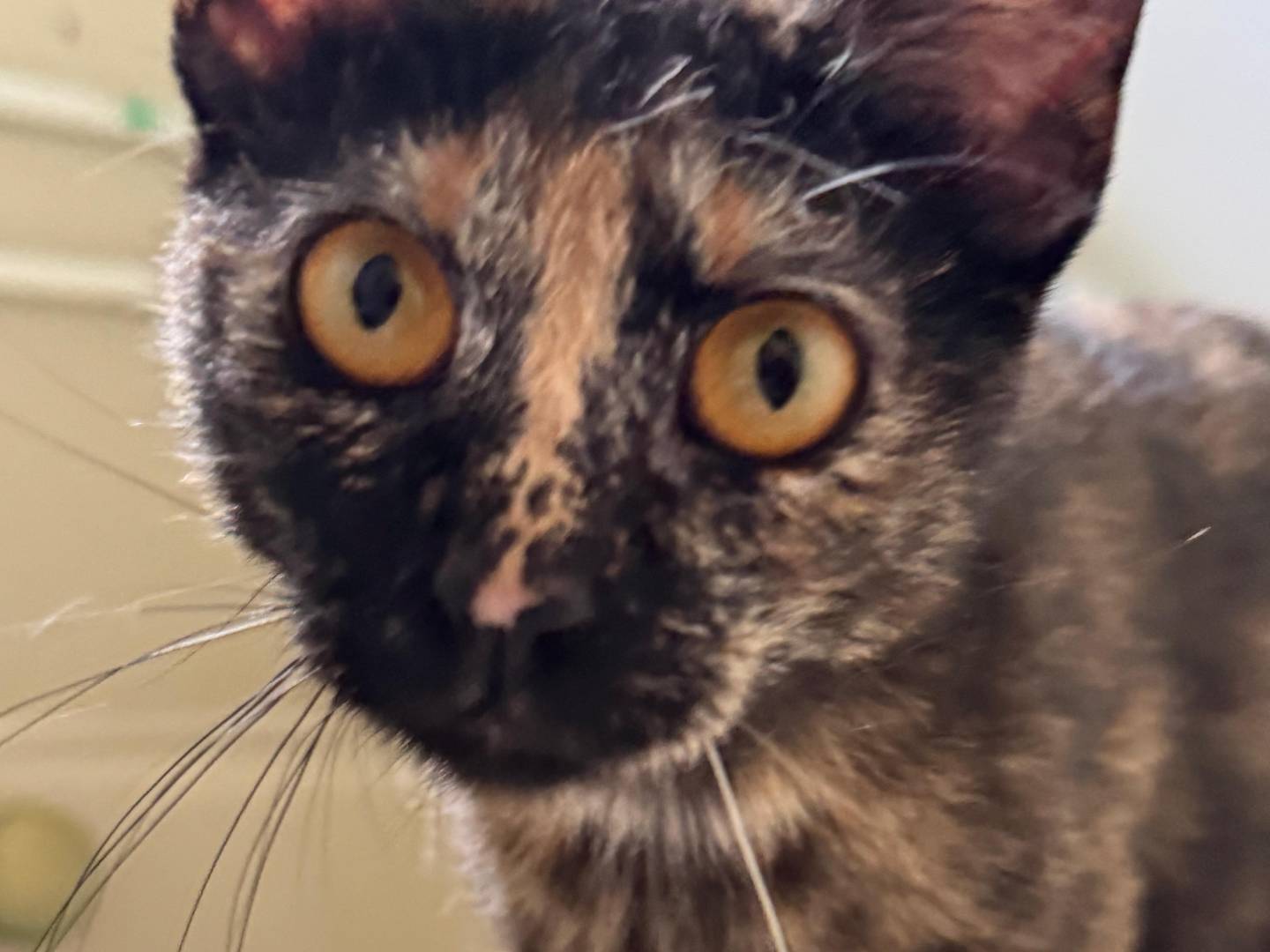 Adotta un gatto, femmina, 9 mesi, Caserta