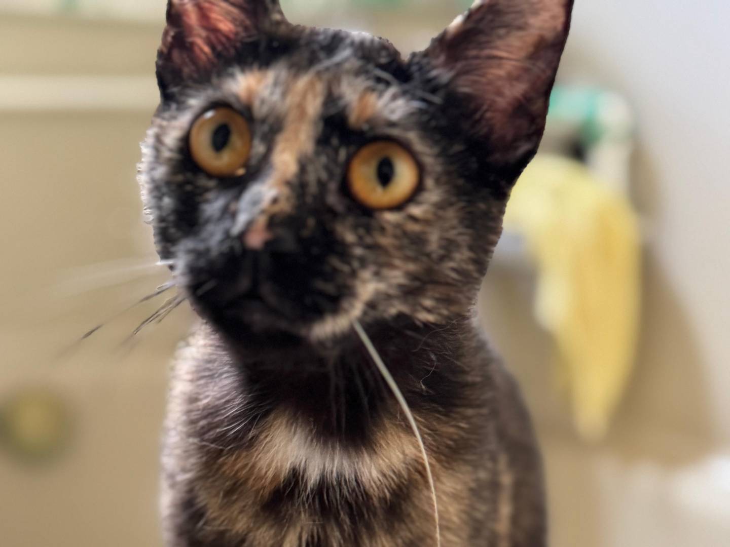 Adotta un gatto, taglia non valida, femmina, Caserta