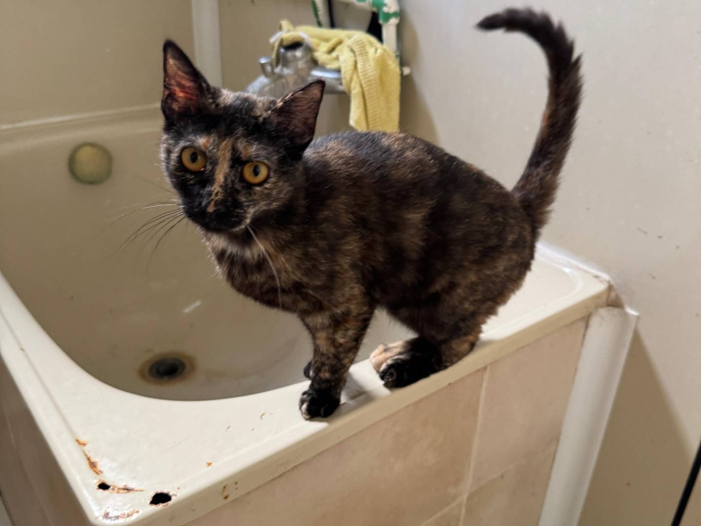 Vuoi adottare un gatto a Caserta?