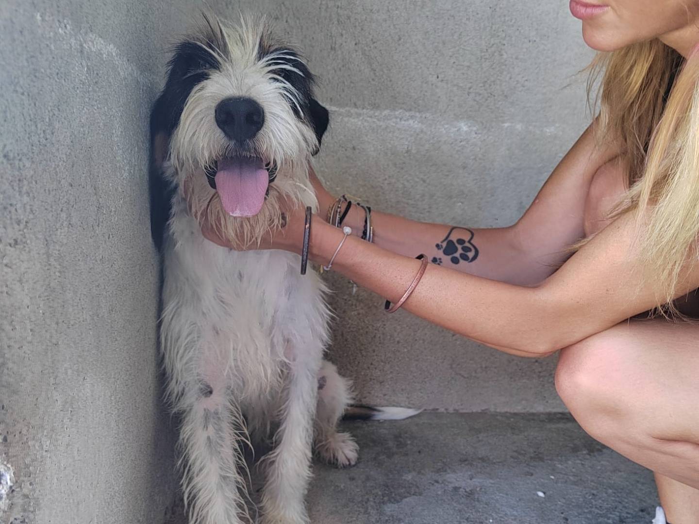 Foto dell'animale