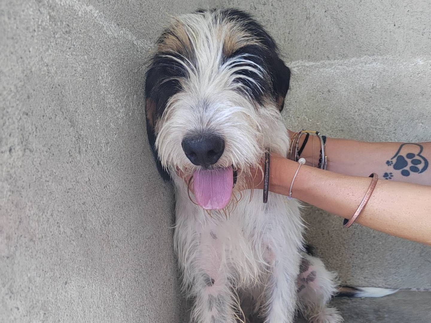 Adotta un cane, femmina, 2 anni  e 11 mesi , Reggio