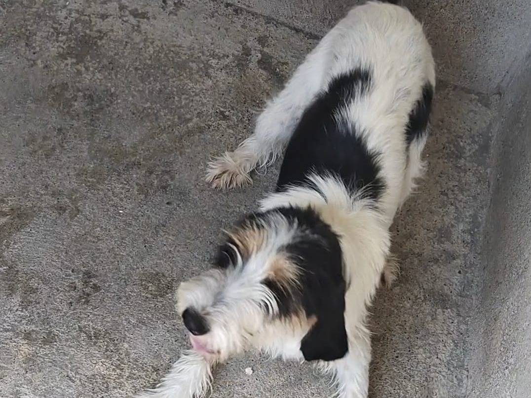 Adotta un cane, taglia media, femmina, Reggio