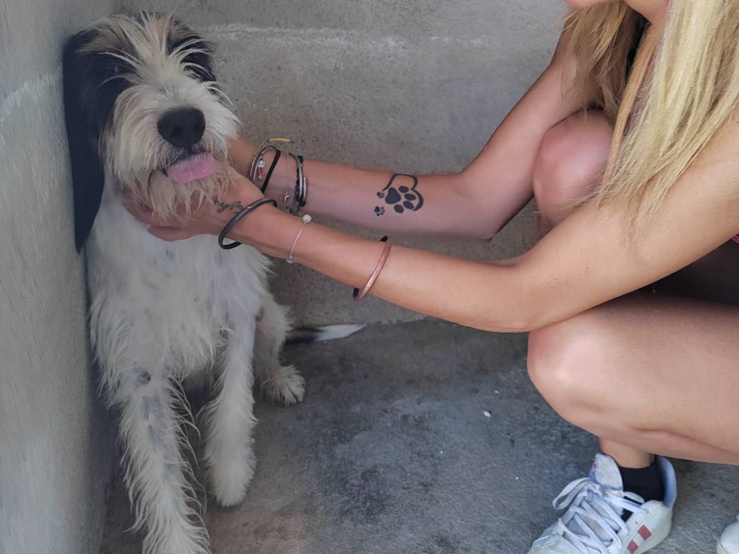Vuoi adottare un cane a Reggio?