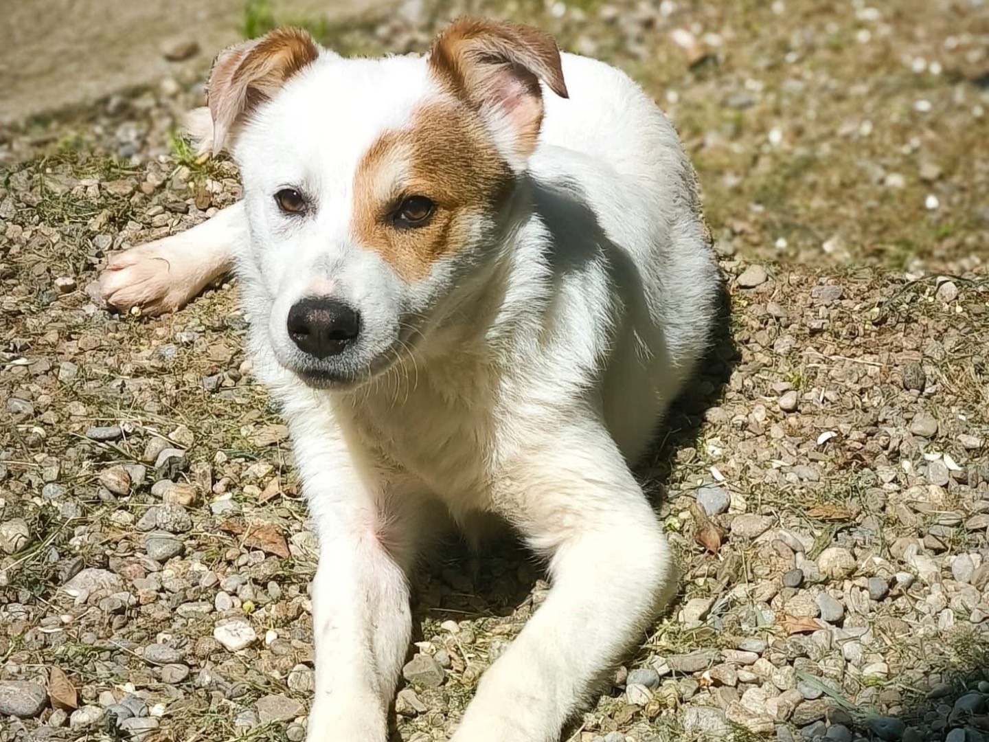 Foto dell'animale