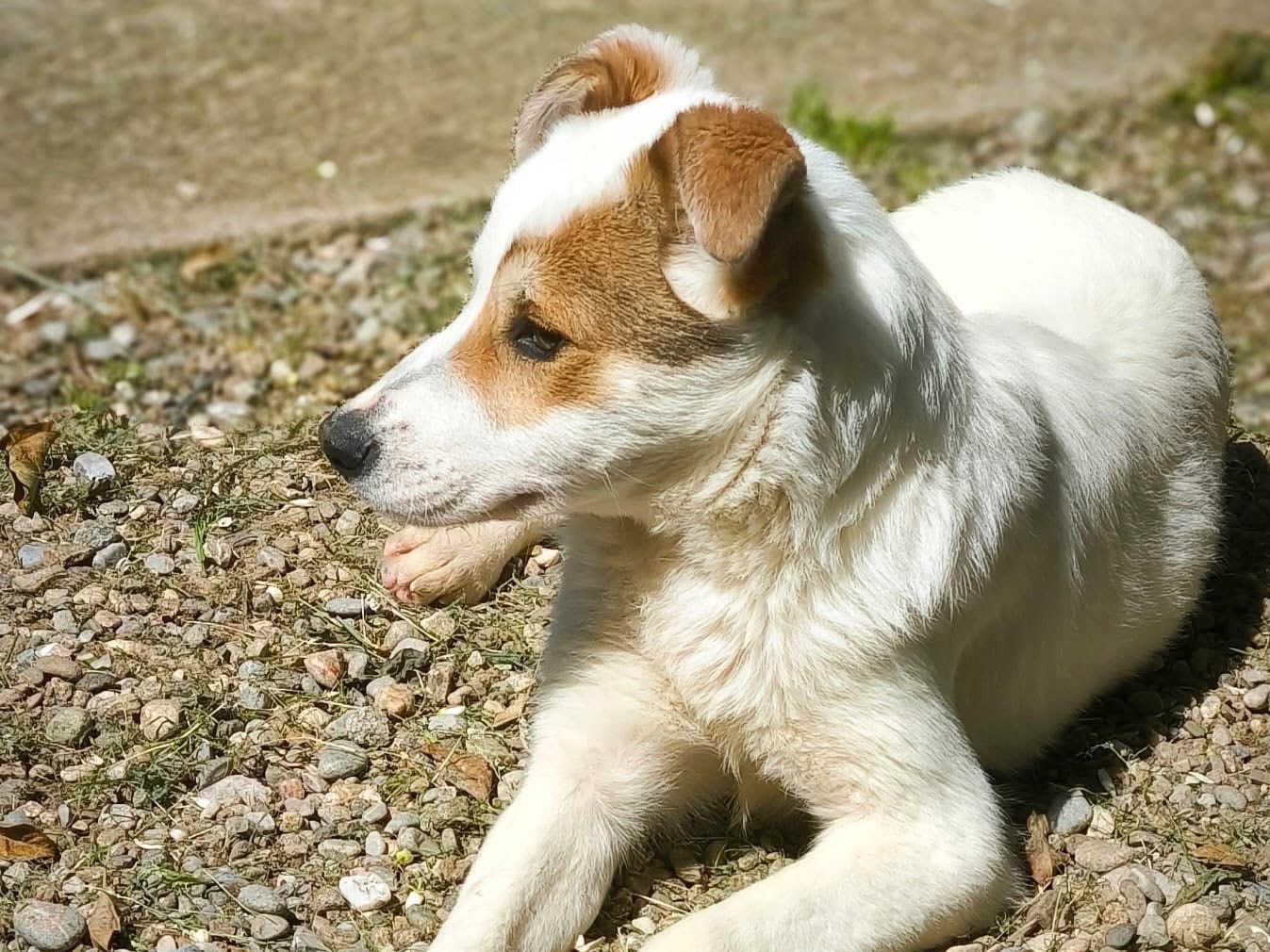 Adotta un cane, femmina, 6 mesi, Catania