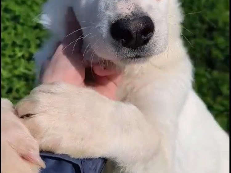 Adotta un cane, taglia media, femmina, Catania