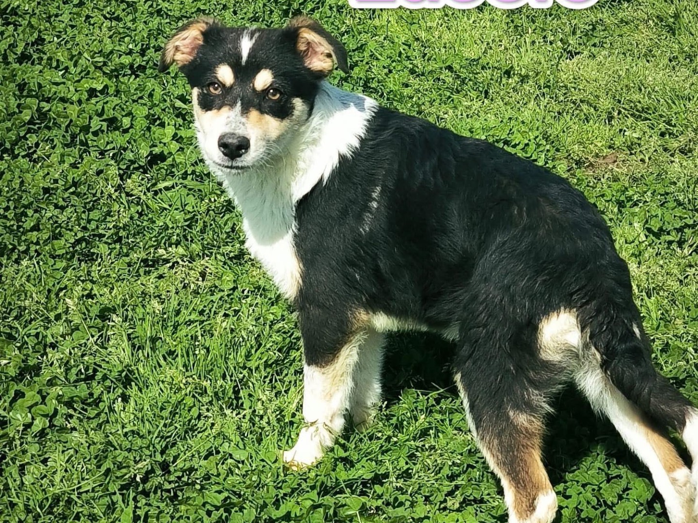 Adozione cane, femmina, Razza sconosciuta Razza sconosciuta, 6 mesi, taglia media, Cosenza