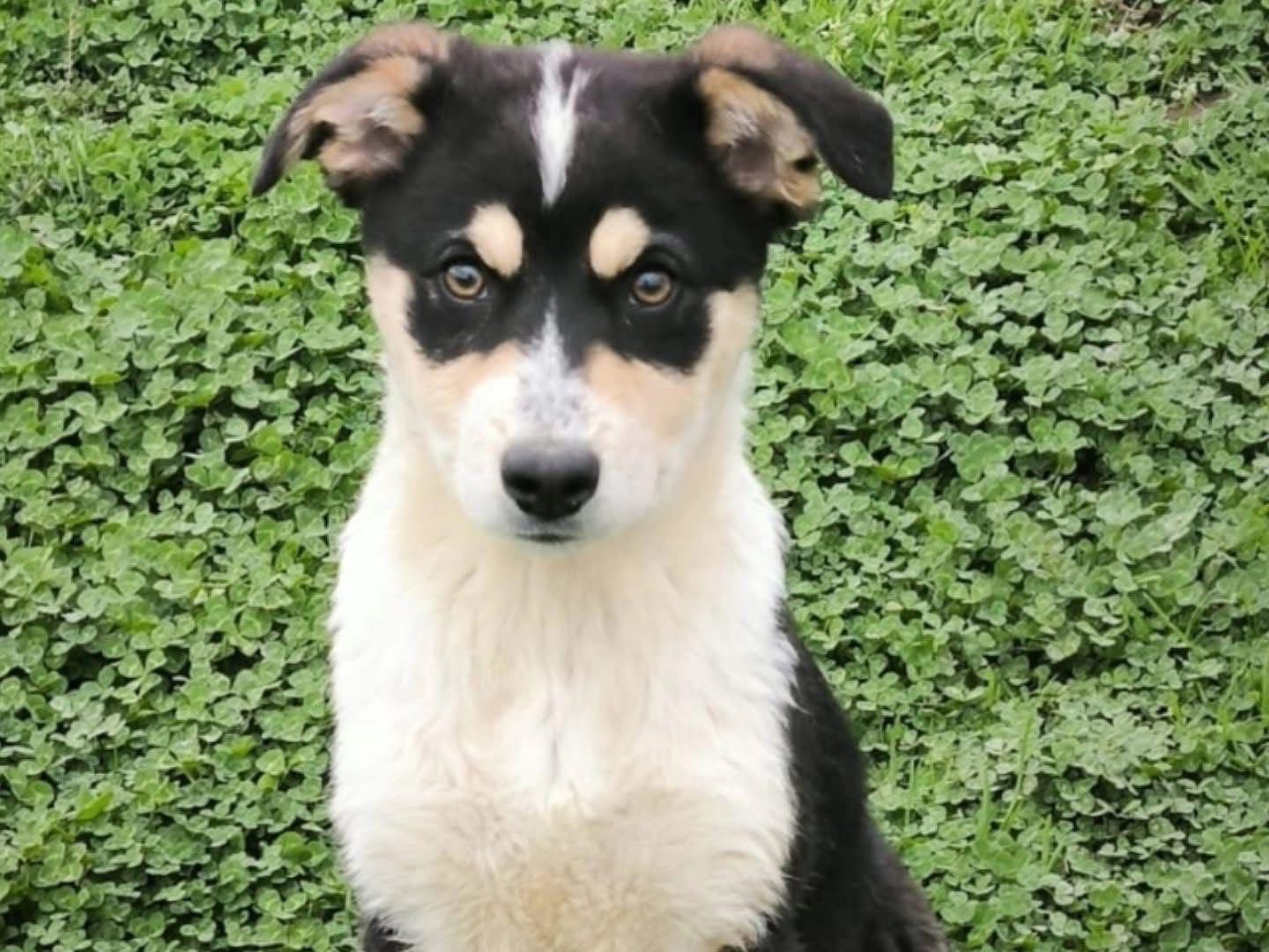 Adotta un cane, femmina, 6 mesi, Cosenza