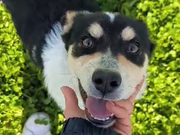 Adotta un cane, taglia media, femmina, Cosenza