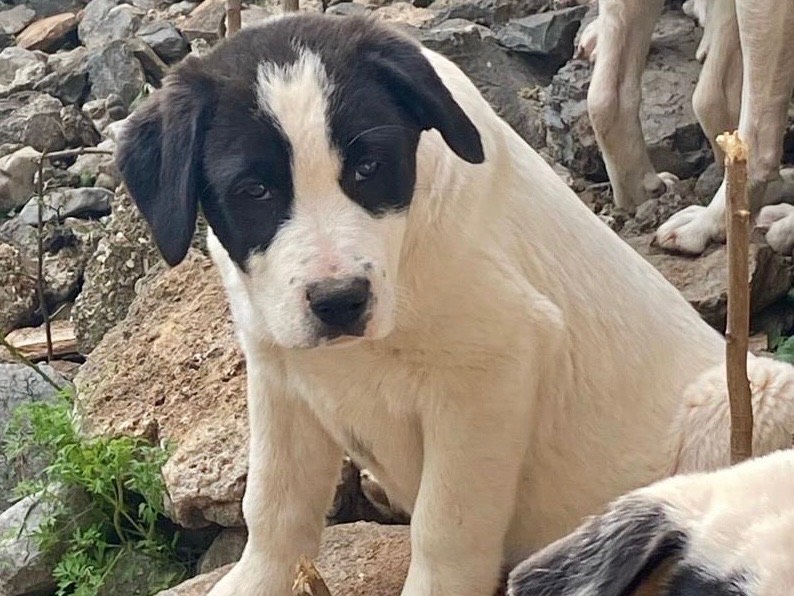 Foto dell'animale