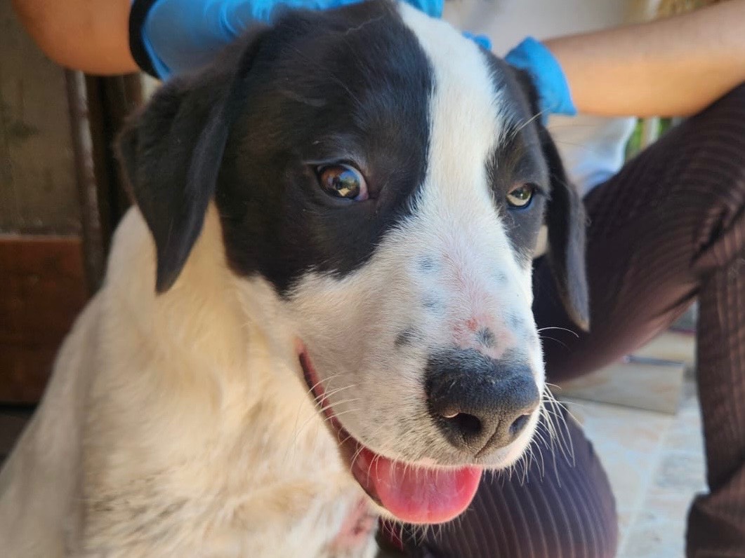 Adotta un cane, maschio, 3 mesi, Cosenza
