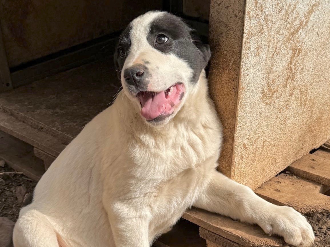 Adotta un cane, taglia grande, maschio, Cosenza