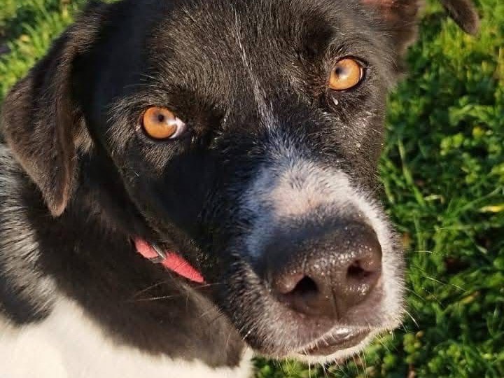 Adotta un cane, maschio, 2 anni  e 5 mesi , Roma