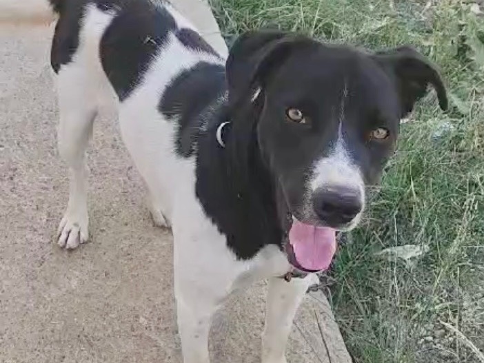 Adotta un cane, taglia media, maschio, Roma