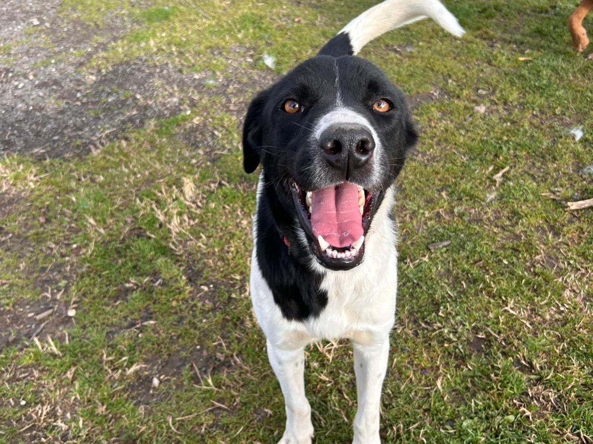 Vuoi adottare un cane a Roma?