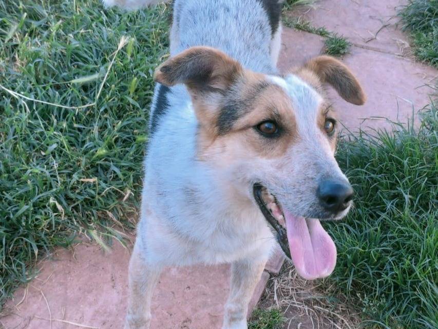 Foto 1 dell'animale