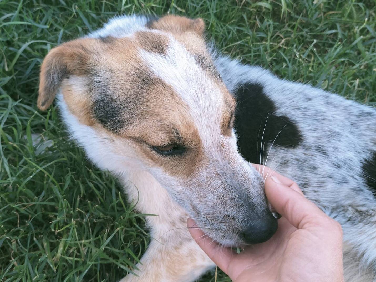 Adotta un cane, femmina, 2 anni , Vibo