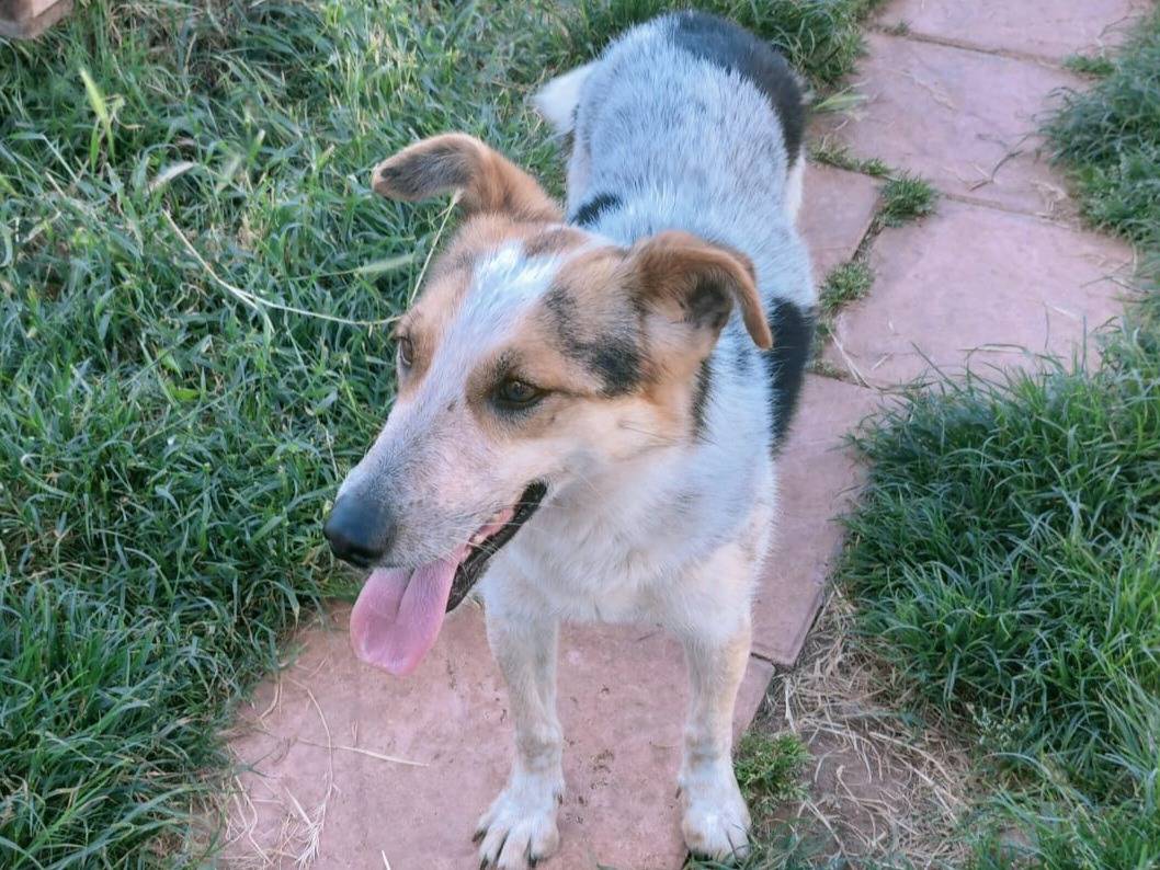 Foto 2 dell'animale