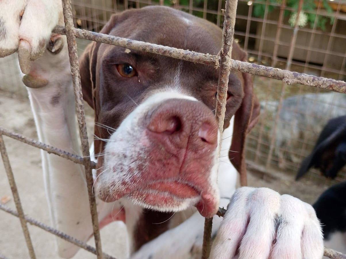 Foto dell'animale